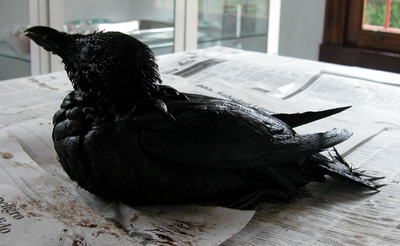 Razorbill oiled